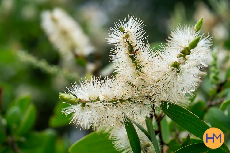 Melaleuca, porque ele é um dos óleos essenciais favoritos